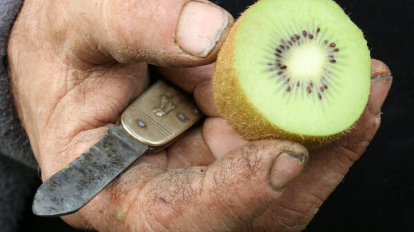 main tenant kiwi