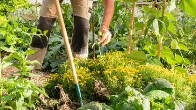 maraicher serre légumes bio