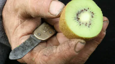 main tenant kiwi